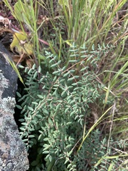 Pellaea andromedifolia