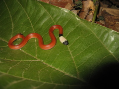 Drepanoides anomalus