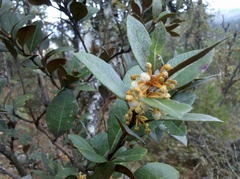 Lyonia squamulosa