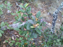 Lyonia squamulosa