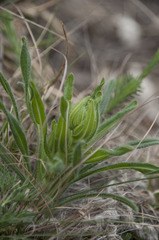 Onosma visianii