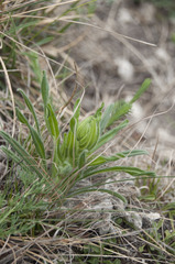 Onosma visianii