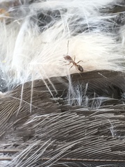 Linepithema humile