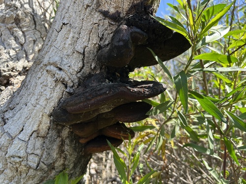 iNaturalist observation photo of Mushrooms, Bracket Fungi, Puffballs, and Allies