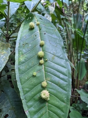Miconia trinervia