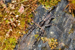 Acantholycosa lignaria