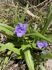 Tradescantia ernestiana