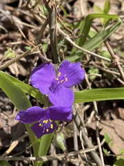 Tradescantia ernestiana