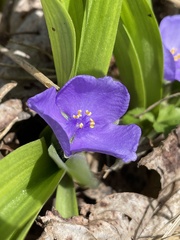 Tradescantia ernestiana