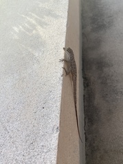 Anolis scriptus scriptus