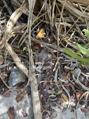 Leiocephalus psammodromus