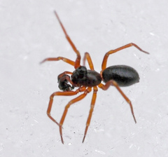 Walckenaeria castanea