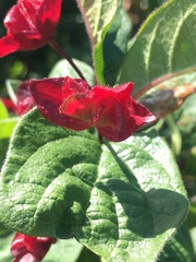Cestrum fasciculatum