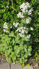 Lunaria annua