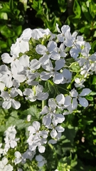 Lunaria annua