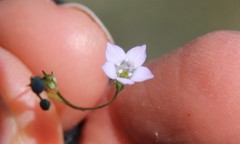 Saltugilia australis