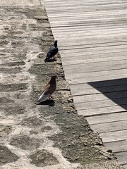 Columba livia