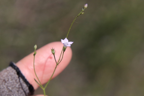 Image of Saltugilia australis by (c) Millie Basden, some rights reserved (CC BY)