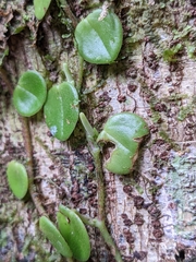 Peperomia serpens
