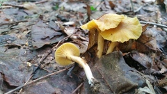 Cantharellus appalachiensis