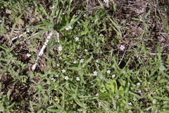 Saltugilia australis