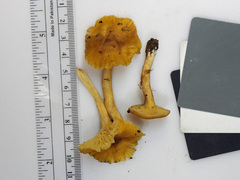 Cantharellus appalachiensis