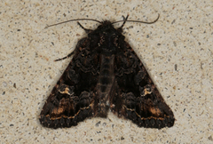 Neumichtis