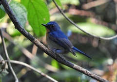 Cyornis whitei