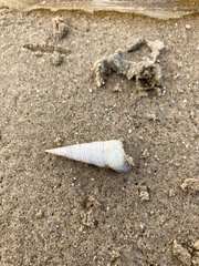 Turritellinella tricarinata