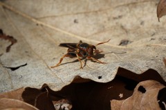 Teuchocnemis bacuntius