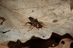 Teuchocnemis bacuntius