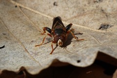 Teuchocnemis bacuntius