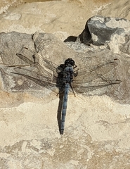 Orthetrum ransonnetii