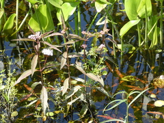 Asclepias perennis image