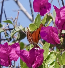 Dione juno miraculosa