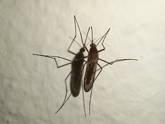 Culiseta longiareolata