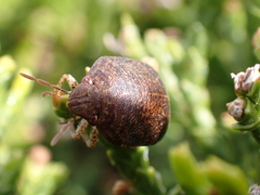 Diolcus chrysorrhoeus