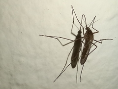 Culiseta longiareolata