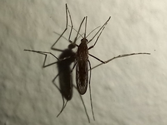 Culiseta longiareolata