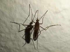 Culiseta longiareolata