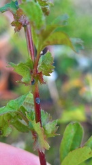 Dysaphis crataegi