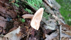 Lactarius imperceptus