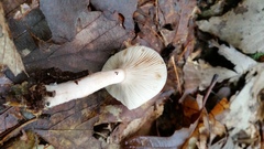 Lactarius imperceptus