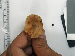 Lactarius imperceptus