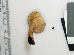 Lactarius imperceptus