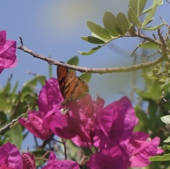 Dione juno miraculosa