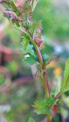 Dysaphis crataegi