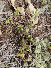Thymelaea granatensis