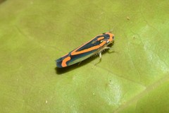 Soosiulus salutaris image