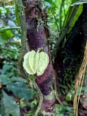 Carpotroche platyptera